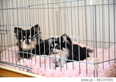 ペット用サークルに入る犬 チワワ 多頭飼い ペット用サークルに入る犬 チワワ 多頭飼い 86134565