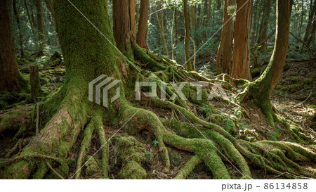 青木ヶ原樹海の木々・神秘的な森の中 86134858