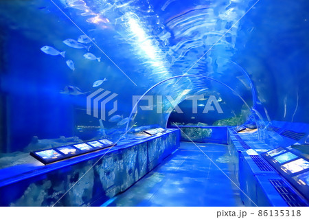しながわ水族館 トンネル水槽 東京都品川区勝島 しながわ水族館 トンネル水槽 東京都品川区勝島 86135318