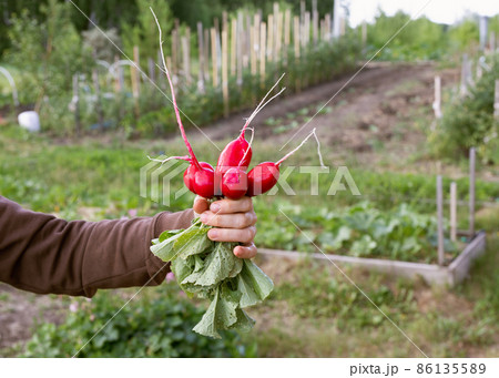 woman holding fresh organic radish from tap near green agriculture field. woman holding fresh organic radish from tap near green agriculture field. 86135589