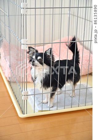 サークルに入る犬 トレーニング チワワ サークルに入る犬 トレーニング チワワ 86135890