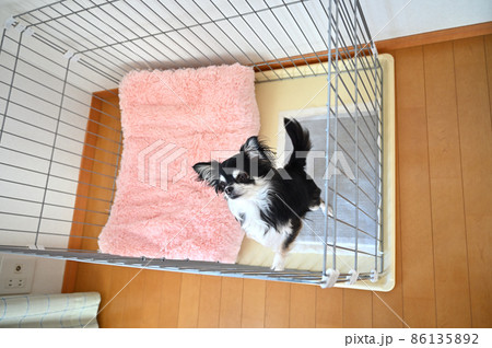 サークルの中で立ち上がる犬　チワワ 86135892