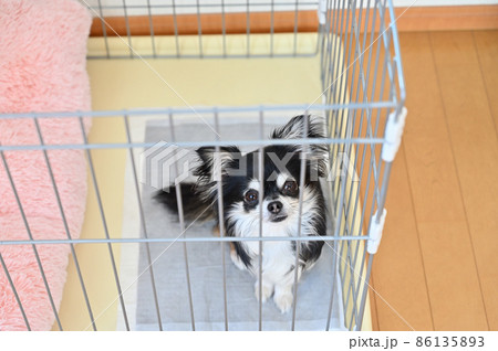 サークルに入る犬　チワワ 86135893