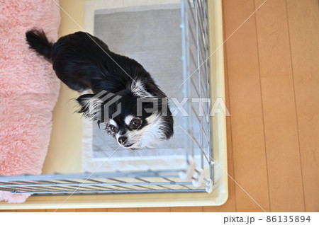 サークルに入るチワワ サークルに入るチワワ 86135894