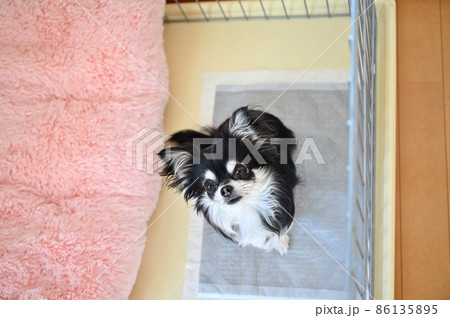 サークルの中で見上げる犬　チワワ 86135895