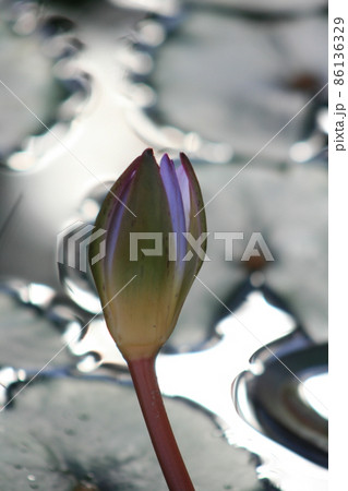 池に咲く睡蓮の花 86136329
