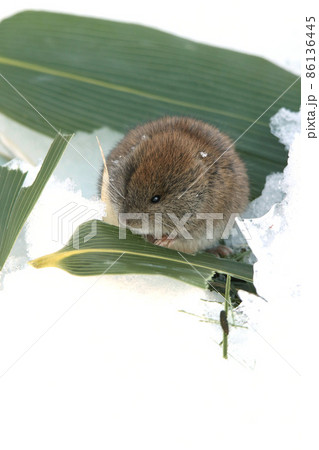 クマザサを食べるエゾヤチネズミ　蝦夷谷地鼠　野ネズミ 86136445