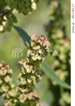 Patience dock 86138127