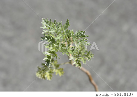 Common wormwood Common wormwood 86138137