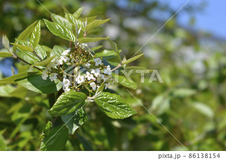 Wayfaring tree Wayfaring tree 86138154