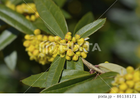 Wintergreen barberry 86138171