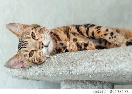 Young cute bengal cat laying on a soft cat's shelf of a cat's house. Young cute bengal cat laying on a soft cat's shelf of a cat's house. 86138178