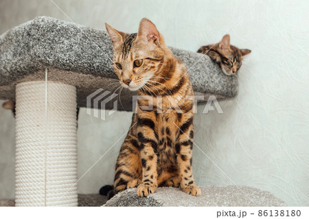 Young cute bengal cat sitting on a soft cat's shelf of a cat's house. Young cute bengal cat sitting on a soft cat's shelf of a cat's house. 86138180