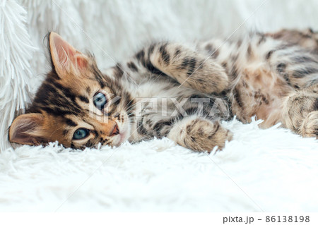 Three cute bengal kittens laying on a furry white blanket. 86138198