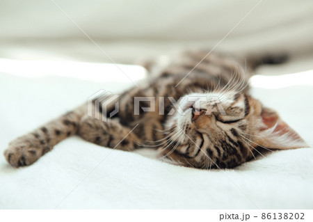 Cute dark grey charcoal bengal kitten sleeping on a white blanket. 86138202