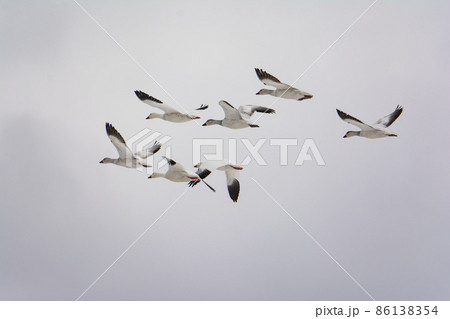 飛翔するハクガンの群れ 86138354