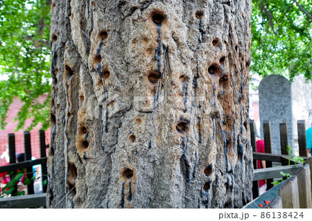 中国河南省嵩山少林寺の美しい風景 86138424