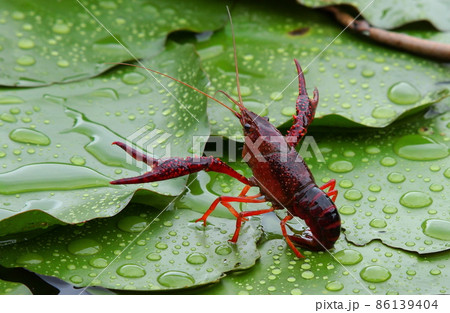 ハサミを上げたアメリカザリガニ 86139404