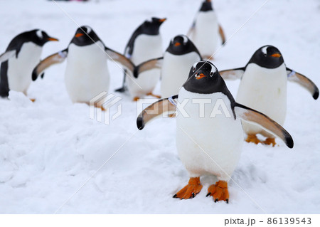 おたる水族館のジェンツーペンギン 86139543