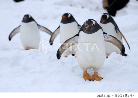 おたる水族館のジェンツーペンギン おたる水族館のジェンツーペンギン 86139547