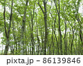 新緑の林 86139846