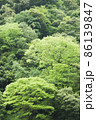 新緑の森 86139847