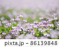 レンゲ畑で蜜を集めるミツバチ   86139848