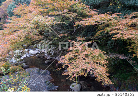 木谷峡の宮モミジ 木谷峡の宮モミジ 86140255