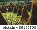 積み藁 86140508