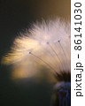縦タンポポの綿毛マクロ 86141030
