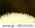 水滴のついたタンポポの綿毛 86141031