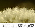 キラキラ光る雫のついたタンポポの綿毛 86141032