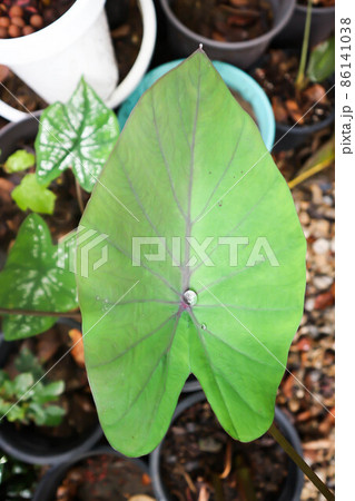 Colocasia esculenta Schott,Black Magic,Araceae , Taro Black Magic, Black Elephant Ears Plant, Elephant Ears Black Magic Colocasia esculenta Schott,Black Magic,Araceae , Taro Black Magic, Black Elephant Ears Plant, Elephant Ears Black Magic 86141038
