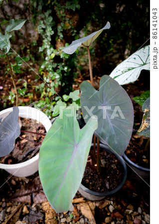 Colocasia esculenta Schott,Black Magic,Araceae , Taro Black Magic, Black Elephant Ears Plant, Elephant Ears Black Magic Colocasia esculenta Schott,Black Magic,Araceae , Taro Black Magic, Black Elephant Ears Plant, Elephant Ears Black Magic 86141043