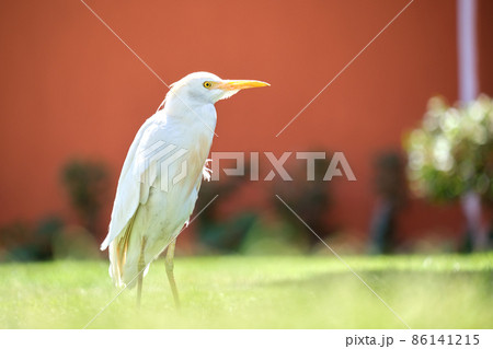 White cattle egret wild bird, also known as Bubulcus ibis, walking on green lawn at hotel yard in summer White cattle egret wild bird, also known as Bubulcus ibis, walking on green lawn at hotel yard in summer 86141215