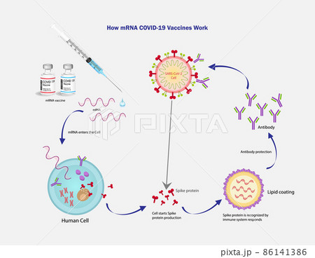 mRNA Vaccine SARS-Cov-2 vector texture. Vaccination protection, medicine healthcare concept vector illustration. Space for text. mRNA Vaccine SARS-Cov-2 vector texture. Vaccination protection, medicine healthcare concept vector illustration. Space for text. 86141386