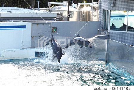 しながわ水族館 イルカショー しながわ水族館 イルカショー 86141407