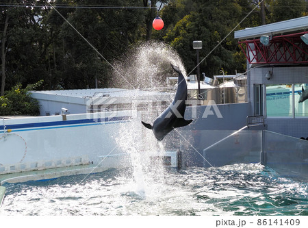 しながわ水族館 イルカショー しながわ水族館 イルカショー 86141409