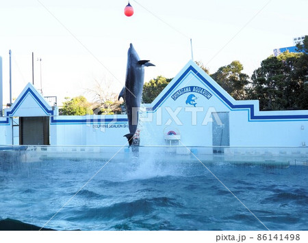 しながわ水族館 イルカショー しながわ水族館 イルカショー 86141498