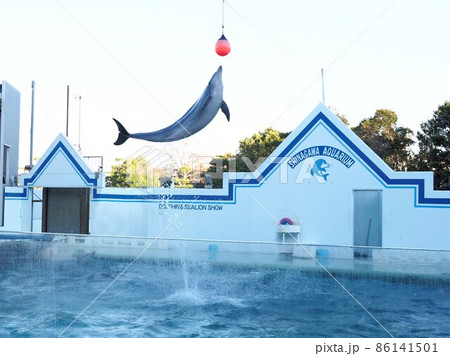 しながわ水族館　イルカショー 86141501