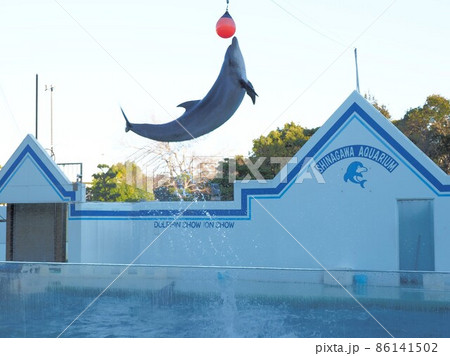 しながわ水族館　イルカショー 86141502