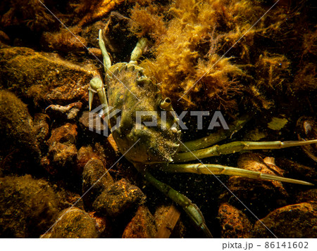 A crab among seaweed and stones 86141602