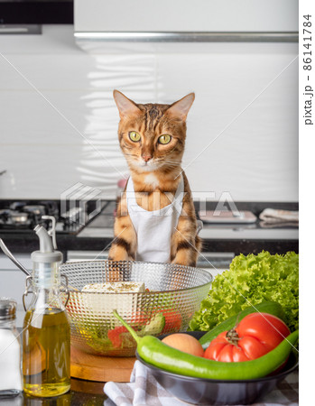 Bengal cat, Greek salad bowl, vegetables and olive oil. Bengal cat, Greek salad bowl, vegetables and olive oil. 86141784