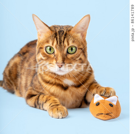 The domestic cat is holding a plush mouse. 86141789