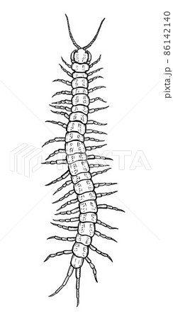 Centipede. Vector illustration in cartoon styleのイラスト