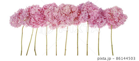 Pink flowers hydrangea (Clipping path) Pink flowers hydrangea (Clipping path) 86144503