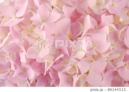 Pink hydrangea macrophyllous Pink hydrangea macrophyllous 86144513