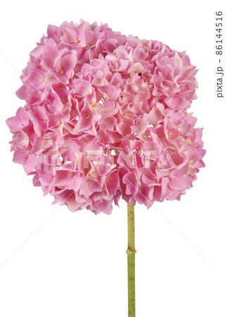 Pink flower hydrangea (Clipping path) 86144516