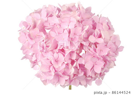 Pink flower hydrangea (Clipping path) 86144524