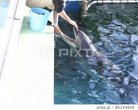 しながわ水族館 イルカと飼育員さん しながわ水族館 イルカと飼育員さん 86144606
